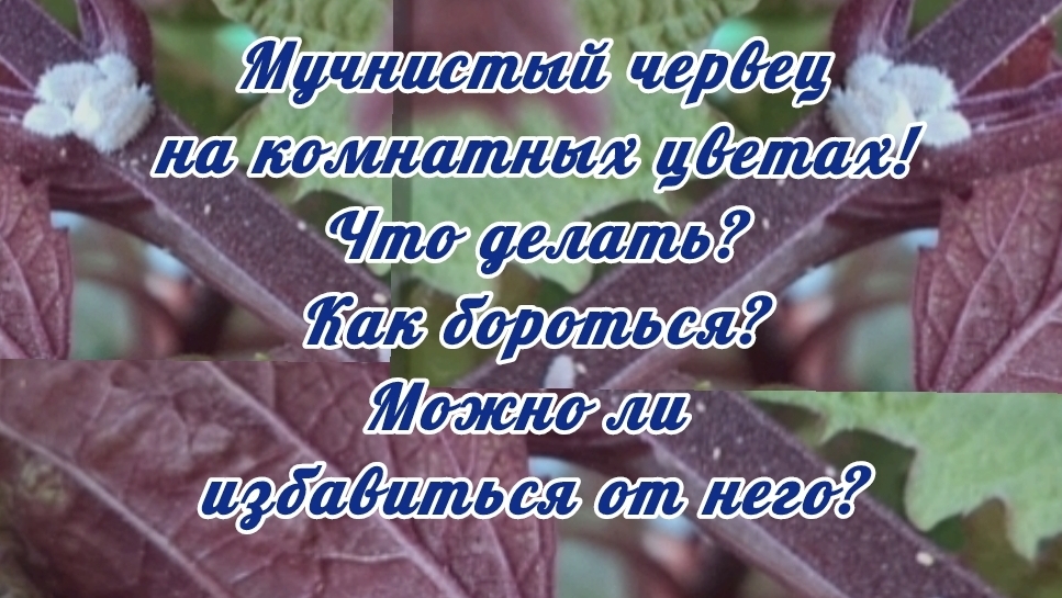 Мучнистый червец на комнатных цветах! Что делать? Как бороться? Можно ли  избавиться от него?