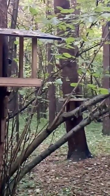 Белка 🐿️2019/Squirrel 🐿️2019   30.09.2019  #лес #осень2019 #архив #белка #squirrel #nature #shorts
