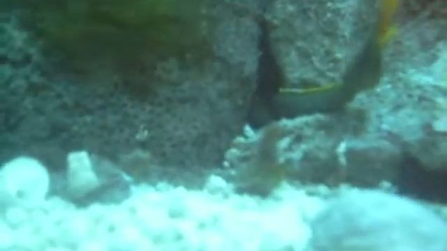 Ribbon Eel
