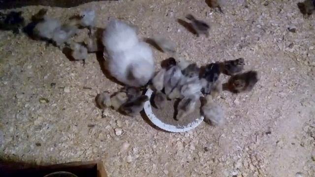 Китайские цыплята (продолжение 3)