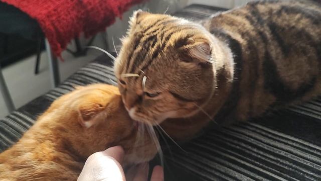 Всех с Днём кошек😸😺🐱🎉🎉🎉