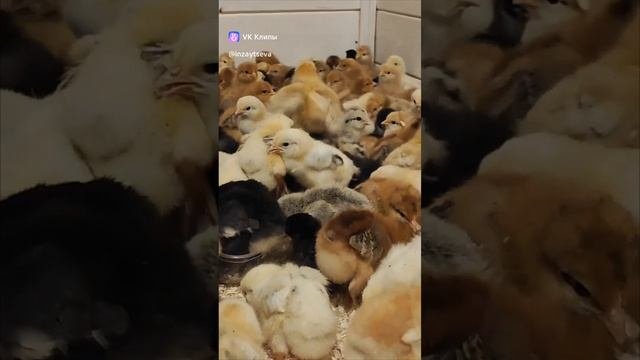 С началом весны! 🐥 Пора покупать цыплят 😉