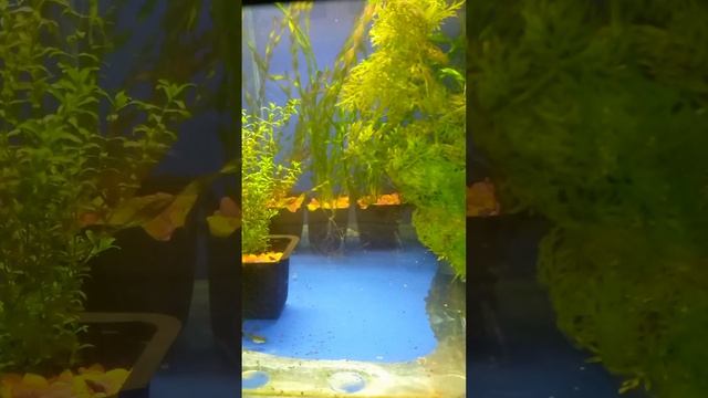 Video.Guru_20250301_203158686.mp4