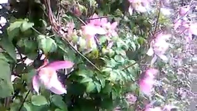 Не обычное вьющееся растение