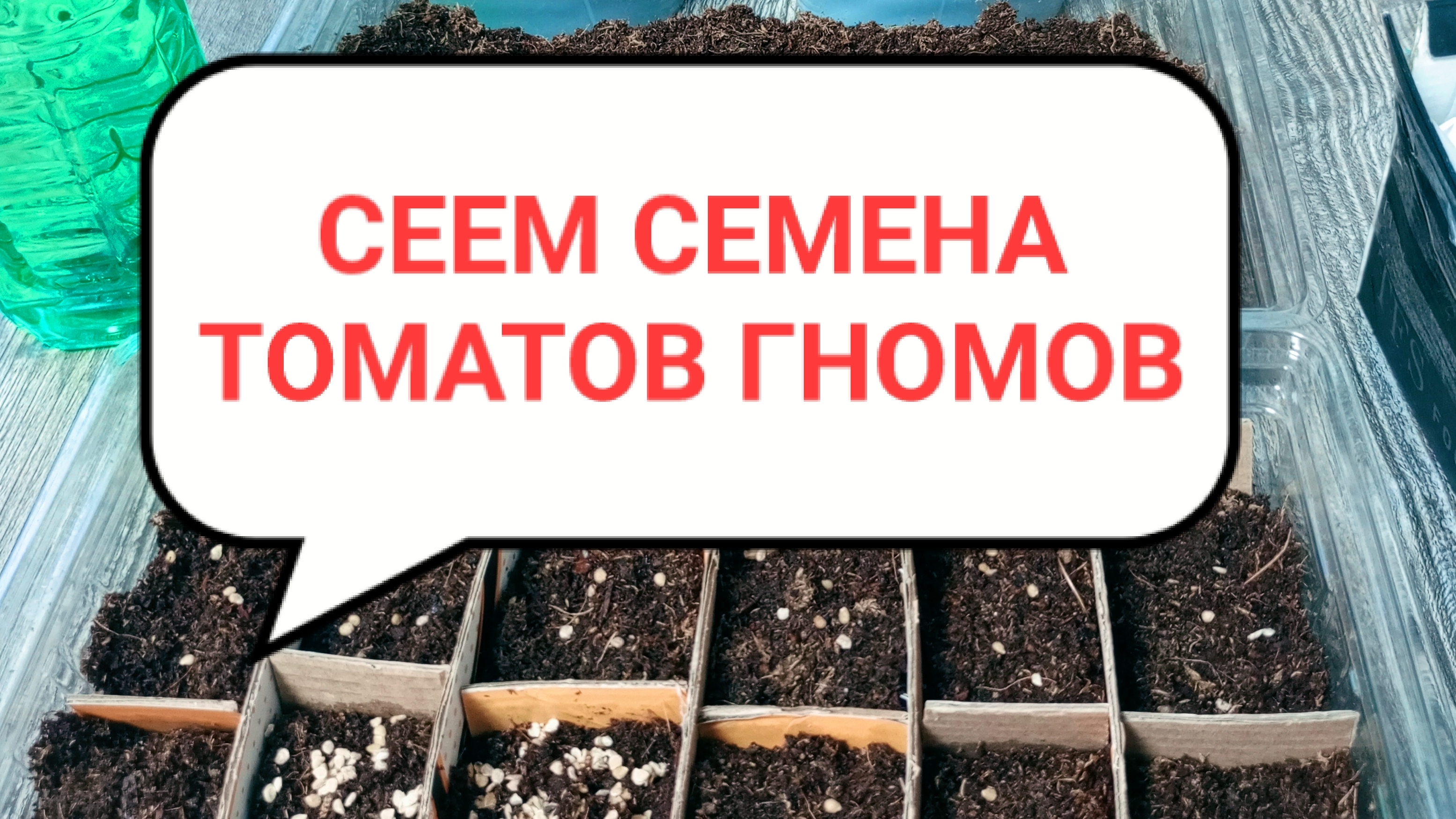 СЕЕМ семена томатов экзотов. Гномы на даче