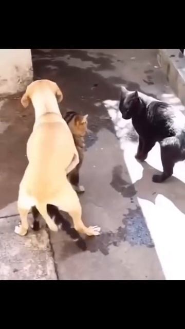 ТЕМЩИКИ ЕСТЬ