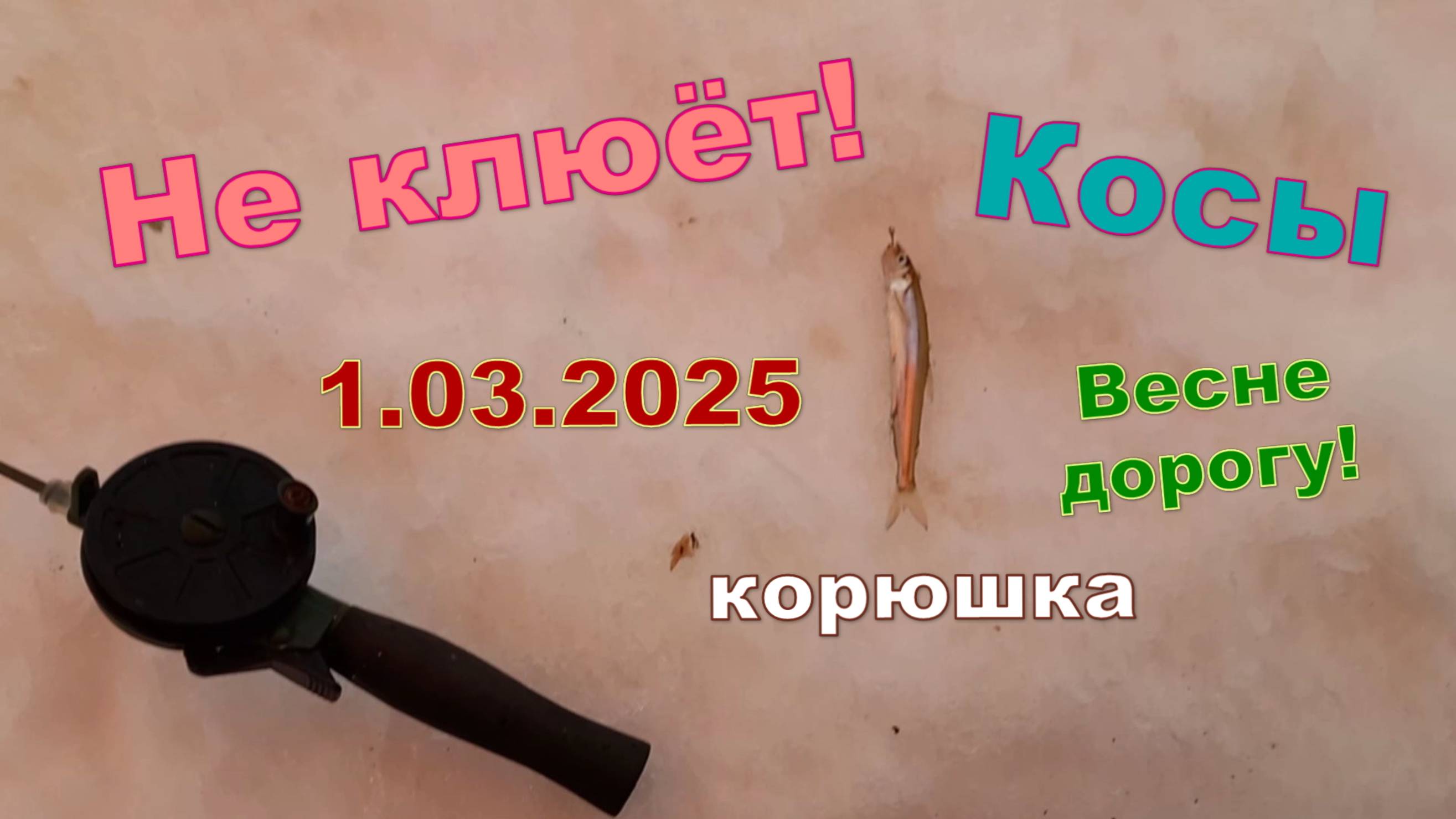 На Косах не клюёт.1 марта 2024. Зимняя (весенняя) рыбалка на Севере. Корюшка.