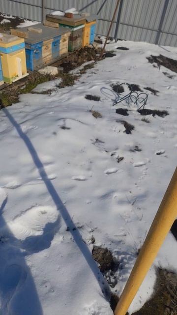 ВЕСНА! ЖДЕМ ТЕПЛА!🐝🥶 1.03.2025 #пчелы #пасека #пчеловодство