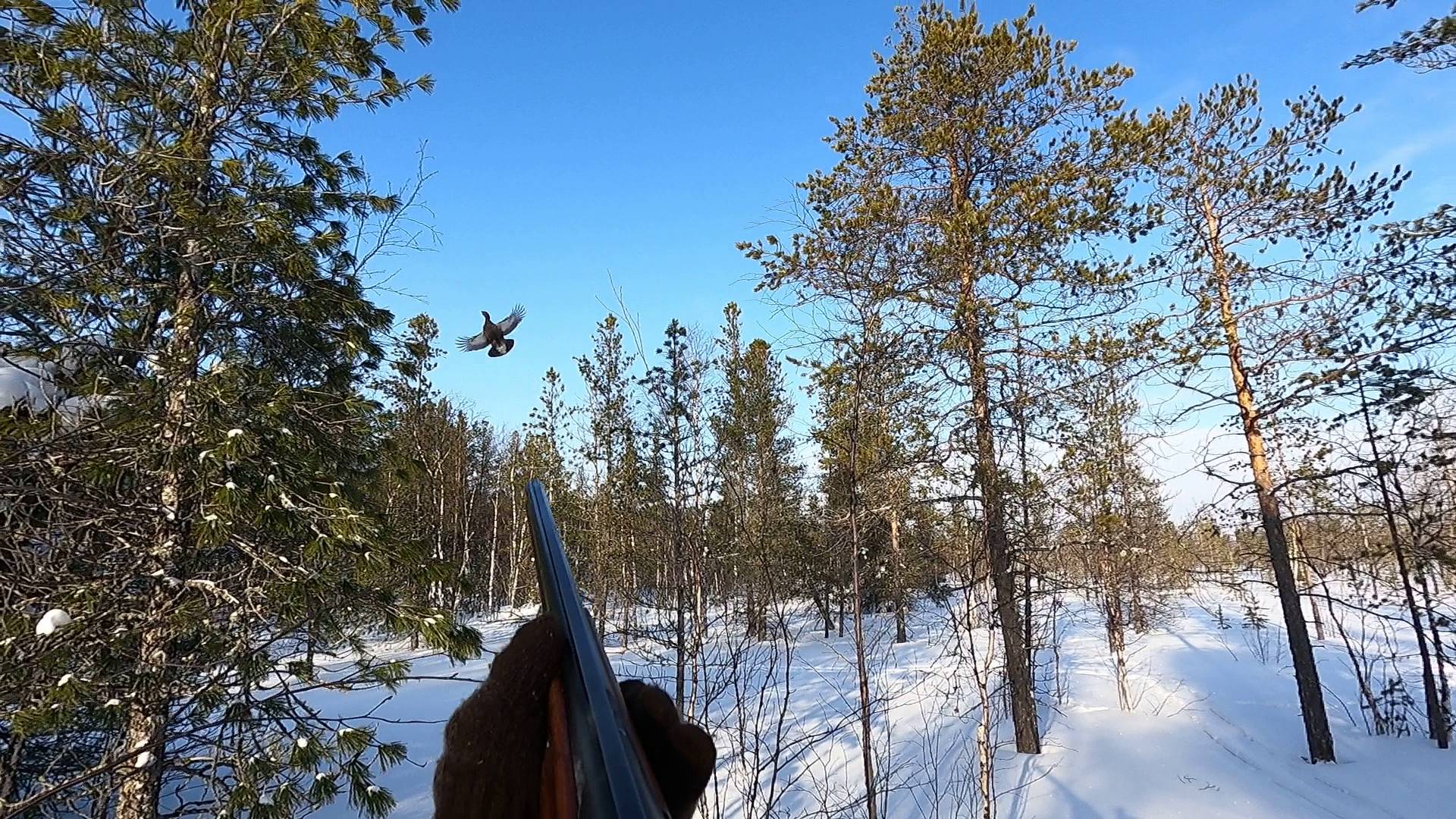 Охота с лунок. Тетерева на новом ручье...