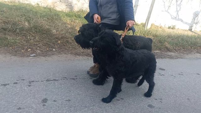 Роман-Кош. Пуля и Зигзаг. 24.02.25. Севастополь. Прогулка с Куликоа. Севастополь