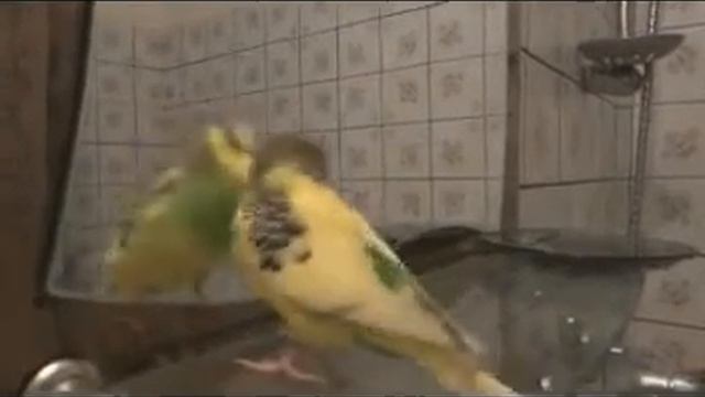 Видео с животными!!! Прикол с попугаем