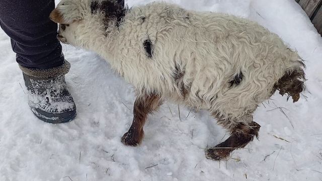 Животные / Приключения Животных 🐐🐑 / СМОТРИ ЖИВОТНЫХ