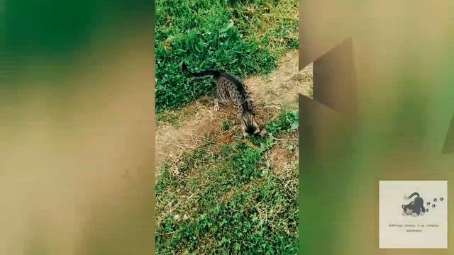 Смешные кошки. Приколы с котами. Прогулка с мамой. Мягкие лапки