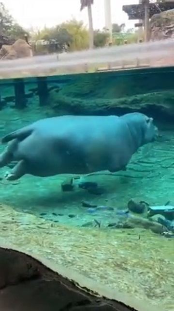 Красивое видео « Бегемот на стеклянном в бассейне.....