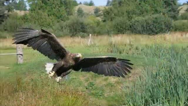 TVG-9 GREENPOLAND - Internet TV Channell about Polish Nature -http://greenpoland.tvg9.cba.pl