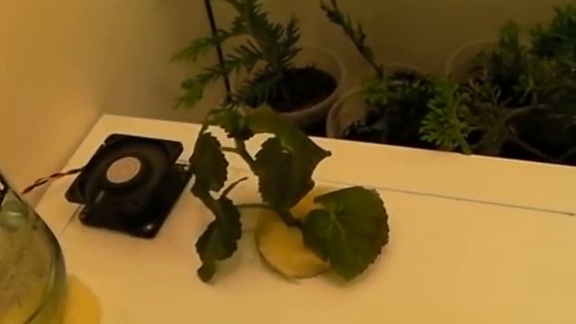 аэропоника день 12.MP4