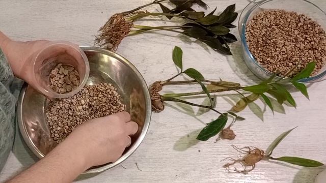 100 дней пересадки: замиокулькасы
