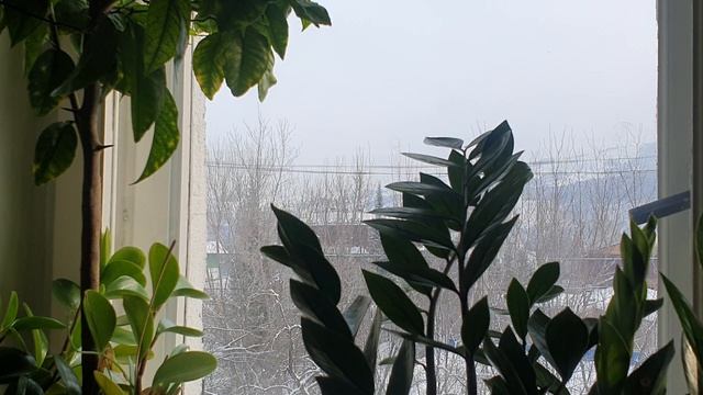 Седьмая жизнь