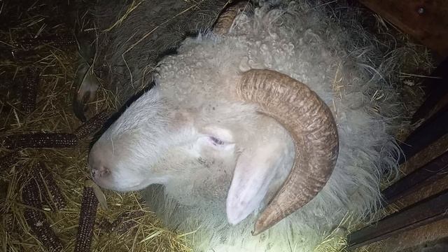 Животные / Приключения Животных 🐐🐑 / СМОТРИ ЖИВОТНЫХ