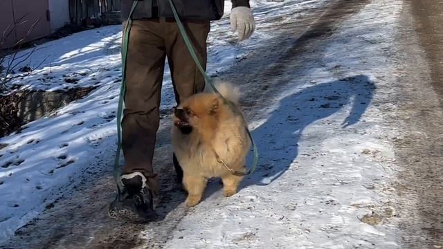 Дрессировка под ключ по курсу «Управляемая городская собака»
КЦ Джанико