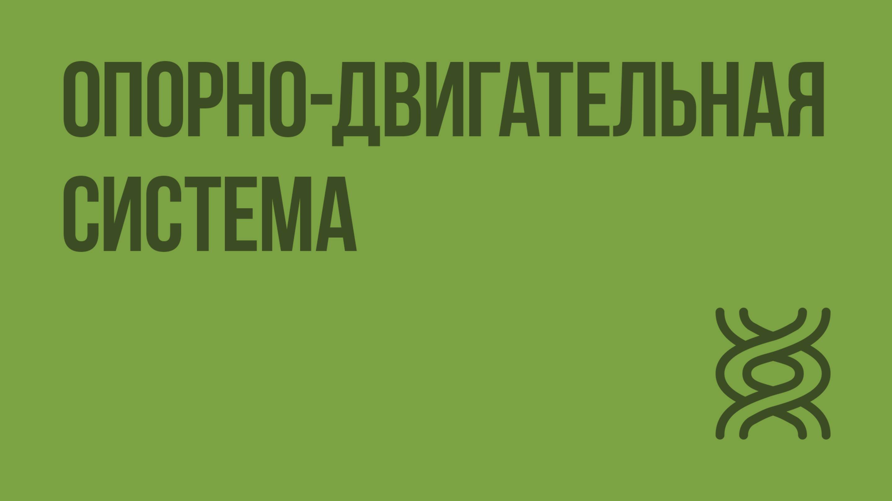 Опорно-двигательная система. Видеоурок по биологии 7 класс