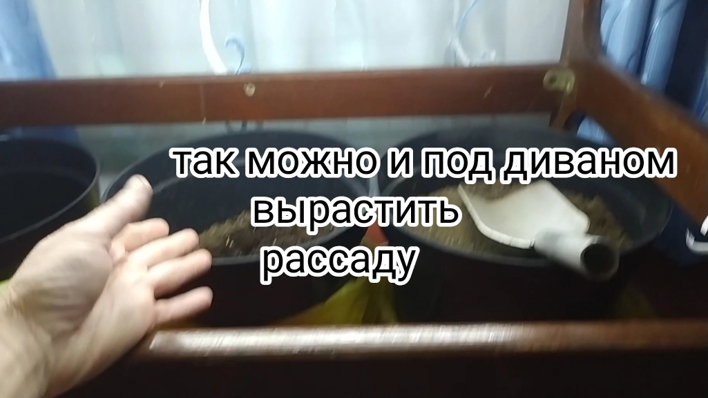 жаль раньше не знала, что ТАК можно досвечивать рассаду / второй способ спасти живую стену.