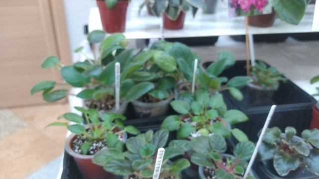 news russia flowers уфа большая выставка растений сегодня 1 марта 2025 весна цветы