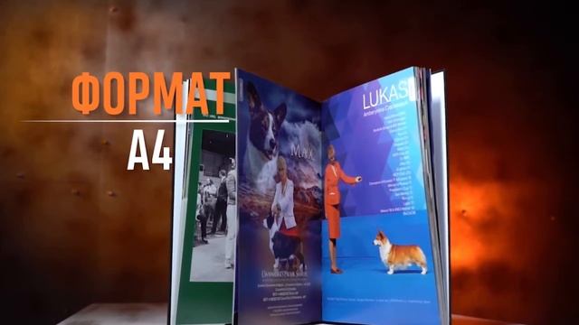 Книга “DOG SHOWS”