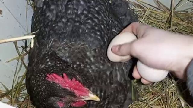 С апреля ждем за цыплятами!