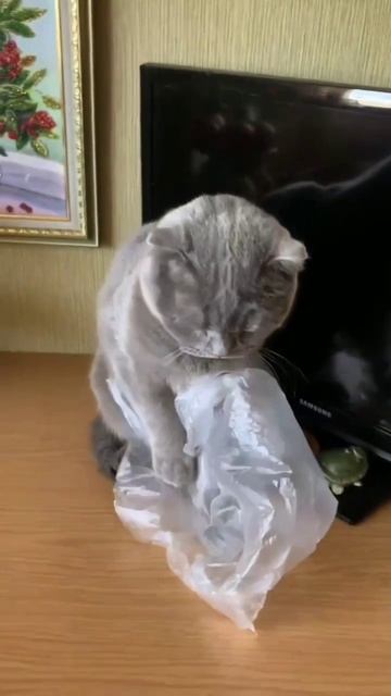 1Марта -День Кошек 🥳