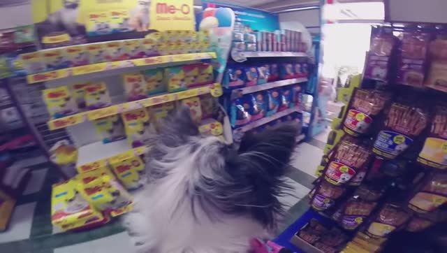 ВЛОГ: зоомагазины с Чихуахуа Софи! 🐕🛍️