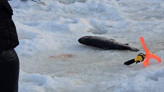 01.03.25 г. Парк отдыха водопад