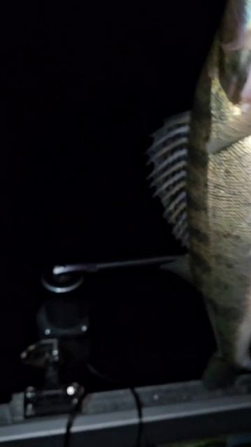 🔥 Рыбалка с гидом в Самаре | Spinningist63 #fishing #рыбалка