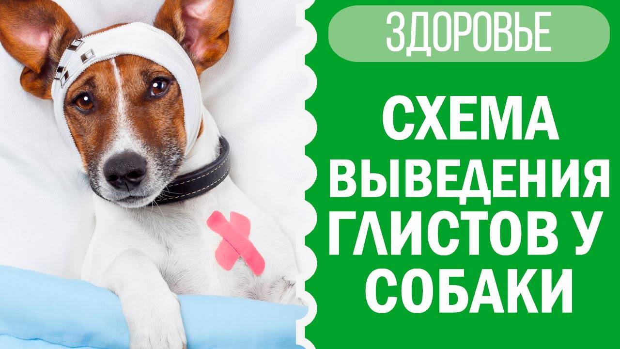 Схема выведения глистов у собаки дома | Софи 🐕🩺