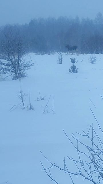 Лоси в снегопад