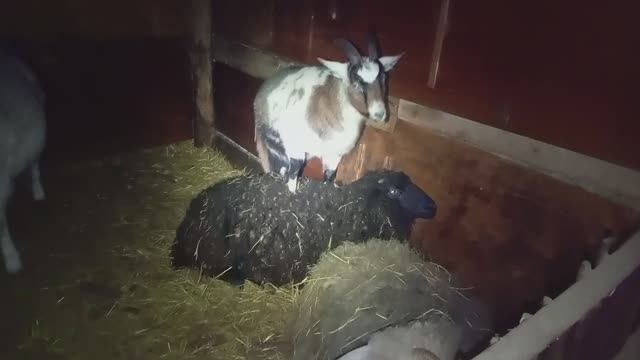 Животные / Приключения Животных 🐐🐑 / СМОТРИ ЖИВОТНЫХ