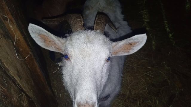 Животные / Приключения Животных 🐐🐑 / СМОТРИ ЖИВОТНЫХ