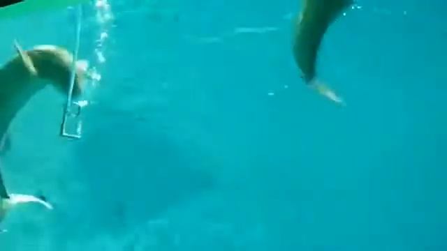 Kittiwake Smoker Underwater