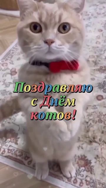 1 марта День Кошек 🐱🐱🐱