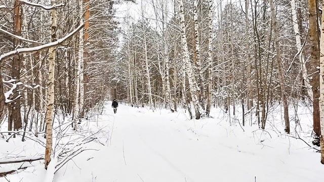 ФЕВРАЛЬСКИЙ СОЛО ПОХОД ВЫХОДНОГО ДНЯ В ЛЕС 🌲