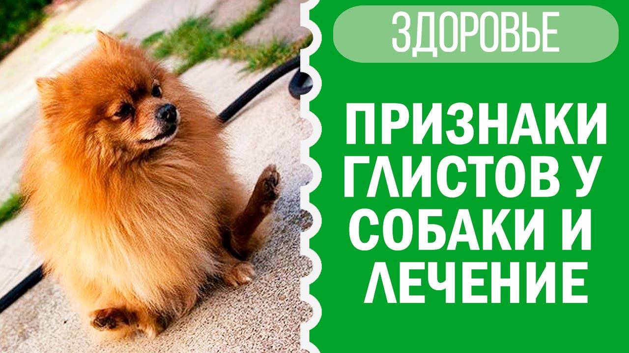 Как понять, что у собаки глисты? Советы от Софи! 🐕💡