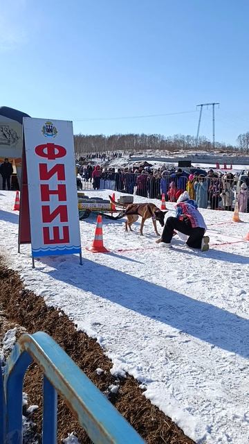 собака тянет упряжку , Снежный Путь