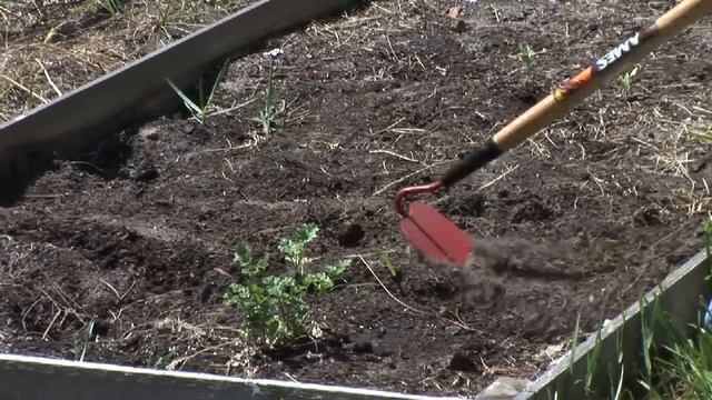 Growing Vegetables From Seeds : How to Sow Carrot Seeds