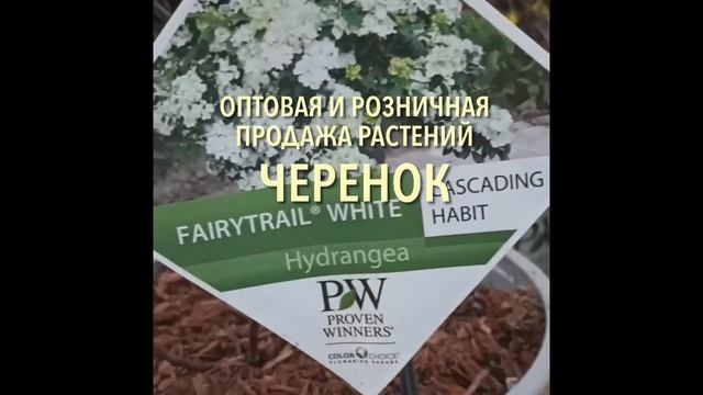 Каскадные гибридные гортензии Fairytrail Green и Fairytrail White