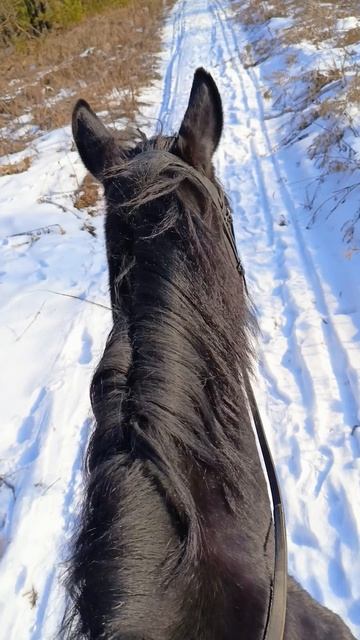 Дольче Вита в поле.  #horse, #equestrian, #лошади, #pony, #конный спорт.