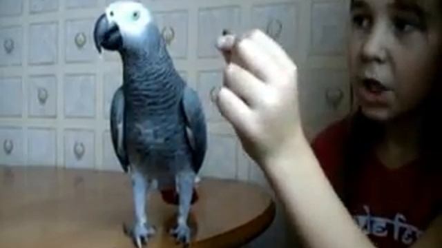 лапкокрылышкиколечко