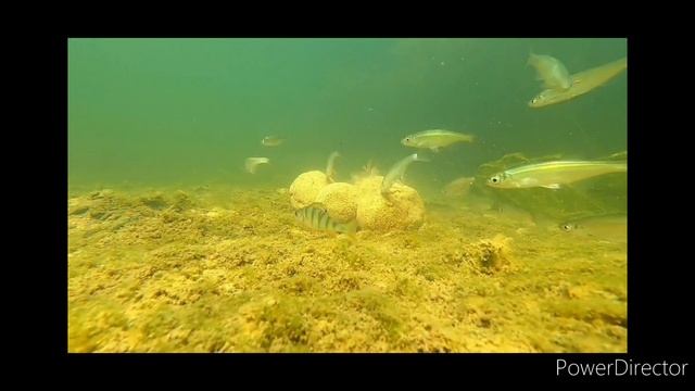 ДЕЙСТВИЕ МЕЛАСЫ В МОМЕНТЕ! ВСЕ О РЫБАЛКЕ