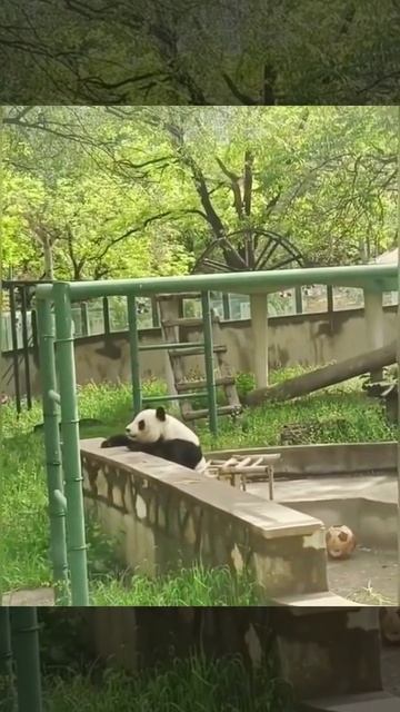 VID_20250301_133319_467.mp4
