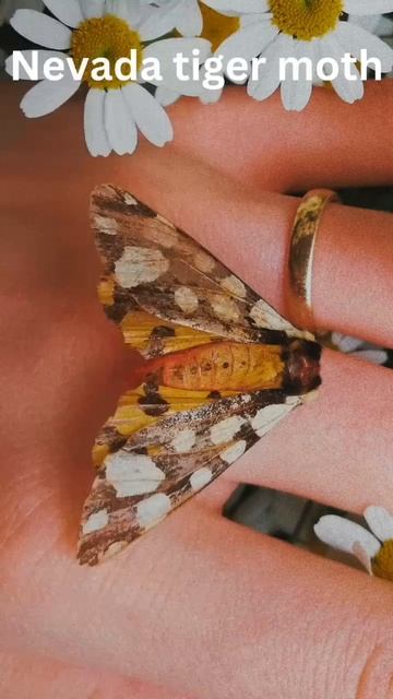 Insect Species Alphabet Adventure #insects #insectspecies #insectshorts