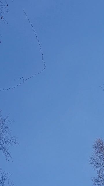 Перелёт гусей.